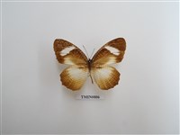 藏品(蛺蝶科-非洲(七))的圖片